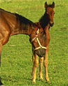 Filly and bay mare ecard