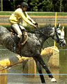 Grey Horse waterjump Ecard