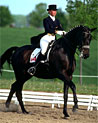 Dressage Horse and Rider Ecard