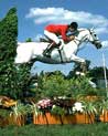 Grey Horse Wide Jump Ecard