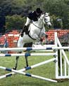 Grey Horse Oxer Ecard