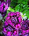 Passionate Purple free Flower Ecard