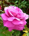 Rose of Sharon free Flower Ecard