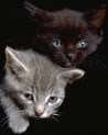 Free Black and Grey Kittens Ecards
