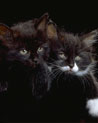 Free black and Grey Kittens Ecards