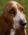 Free Bassett Hound Puppy Ecards