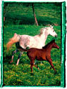 Arabian mare and foal running