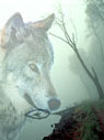 Wolf spirit over misty lake Ecard