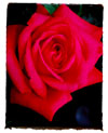 Red Rose at night