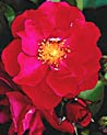 Red Floribunda 'Showbiz' Ecard