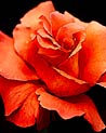 Orange Hybrid Tea Rose Ecard