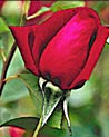 Red Hybrid Tea Rose Ecard