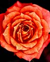 Orange Hybrid Tea Rose Ecard