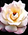 White Floribunda Ecard