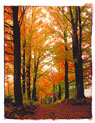 Fall forest trail Ecard