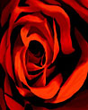 English Rose Valentine Ecard