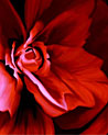 Red Rose Valentine Ecard
