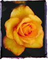 Yellow Rose at night Ecard