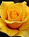 Send Flowers