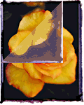 Polaroid Rose gif
